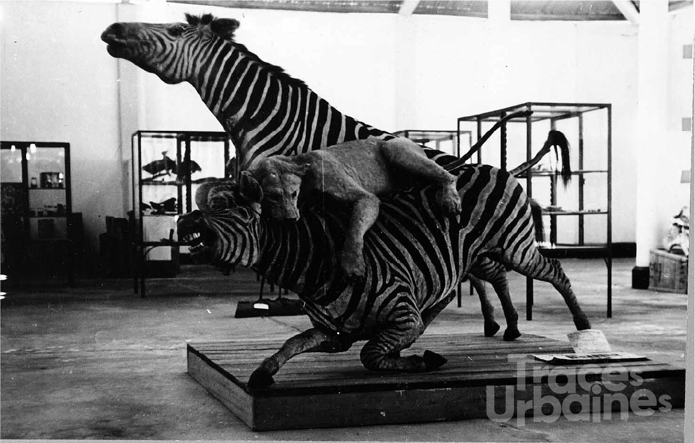 Histoire naturelle, 1946